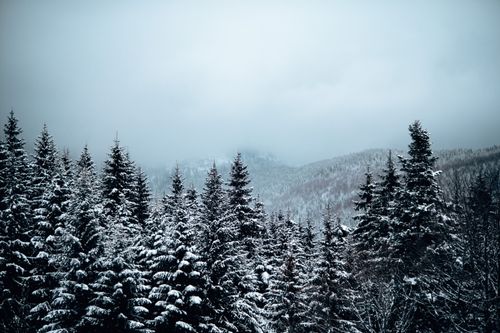 Free Serene snow-draped evergreens in Ukraine's winter landscape, capturing natural beauty. Stock Photo