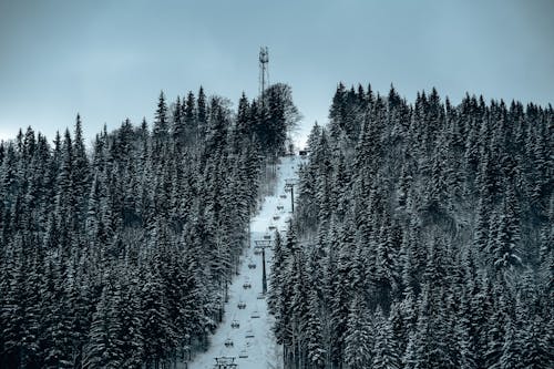 ağaçlar, buz tutmuş, dağ içeren Ücretsiz stok fotoğraf