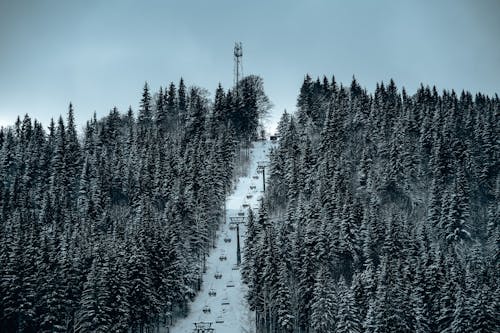 Foto profissional grátis de árvores, com frio, conífera