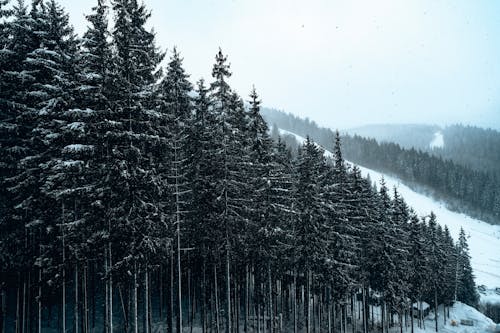 Pine Trees on Mountain