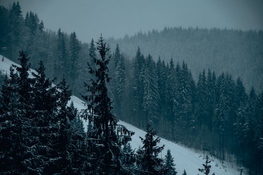 Misty winter landscape featuring a snowy slope and dense coniferous forest under overcast skies.