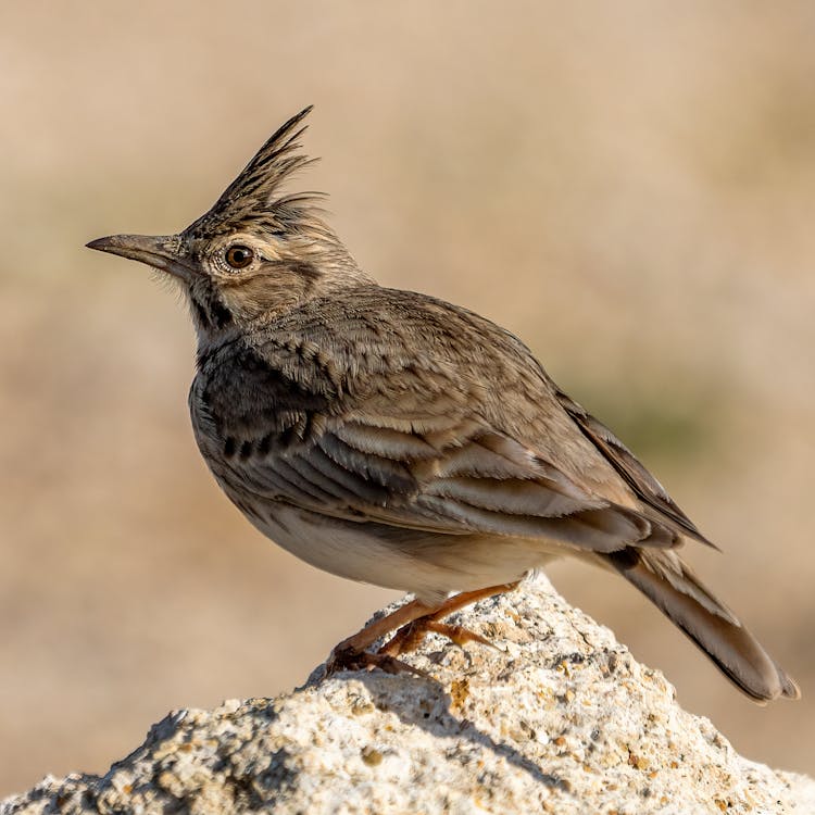 Free Crested Lark Perched on a Rock Stock Photo