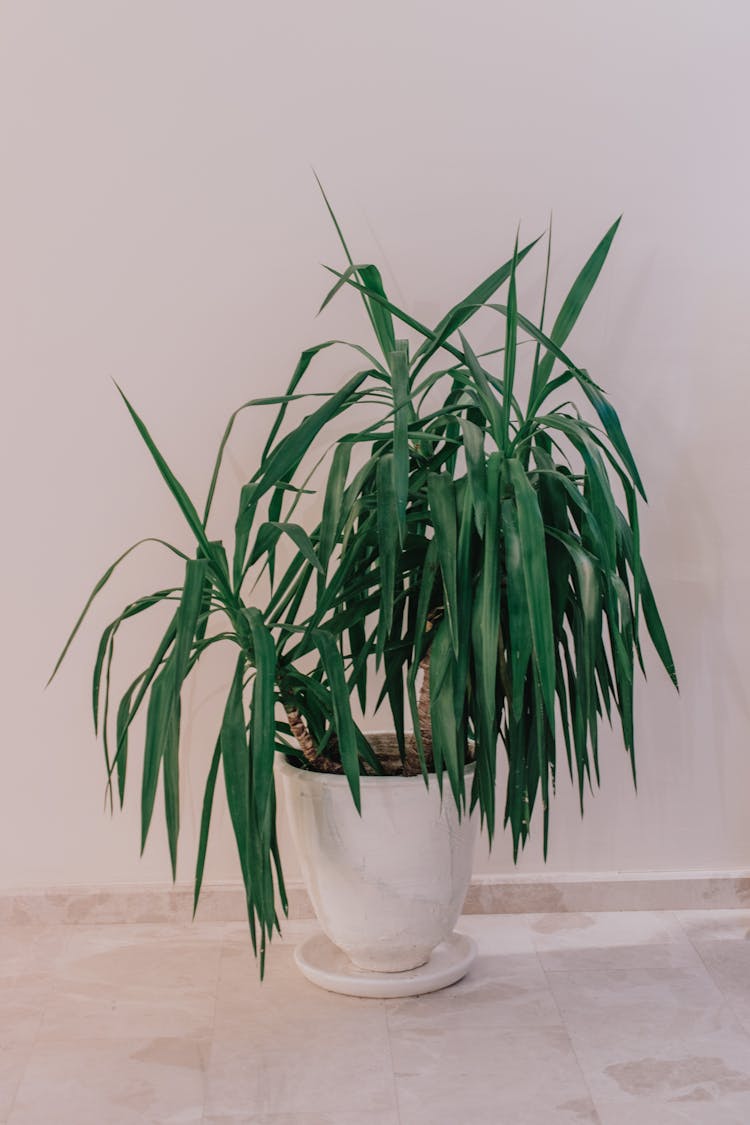 Yucca Plant On White Pot