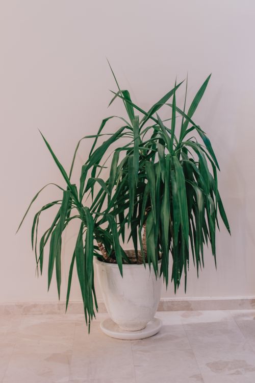 Free A vibrant yucca plant thriving indoors in a white ceramic pot against a neutral background. Stock Photo