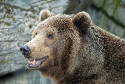 Close-up Photo of a Grizzly Bear