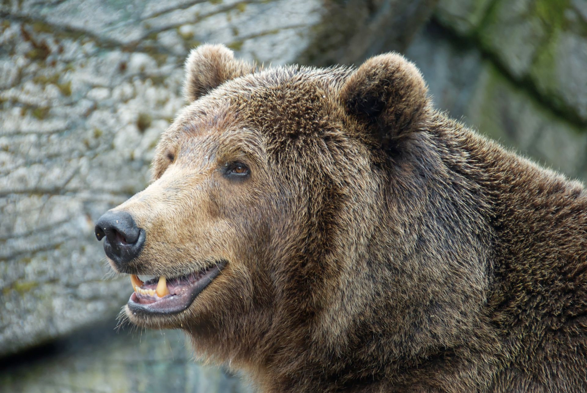 Close-up Photo of a Grizzly Bear