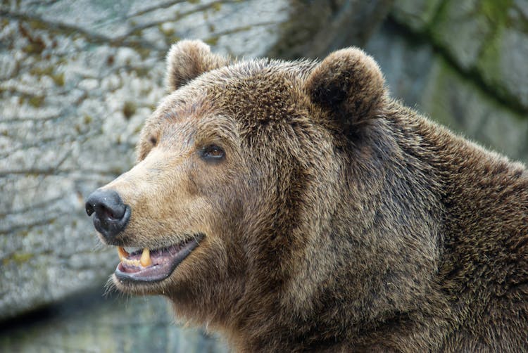 Close-up Photo Of A Grizzly Bear