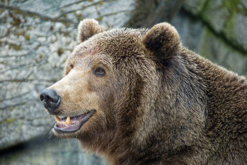 Free Portrait of a grizzly bear showcasing its natural features and wild habitat. Stock Photo