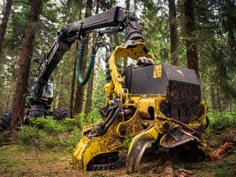 A forestry crew managing fuels on a Colorado hillside