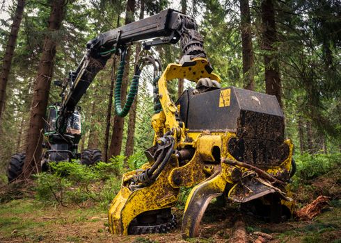 A Tigercat feller buncher working in a dense forest to demonstrate machine durability.