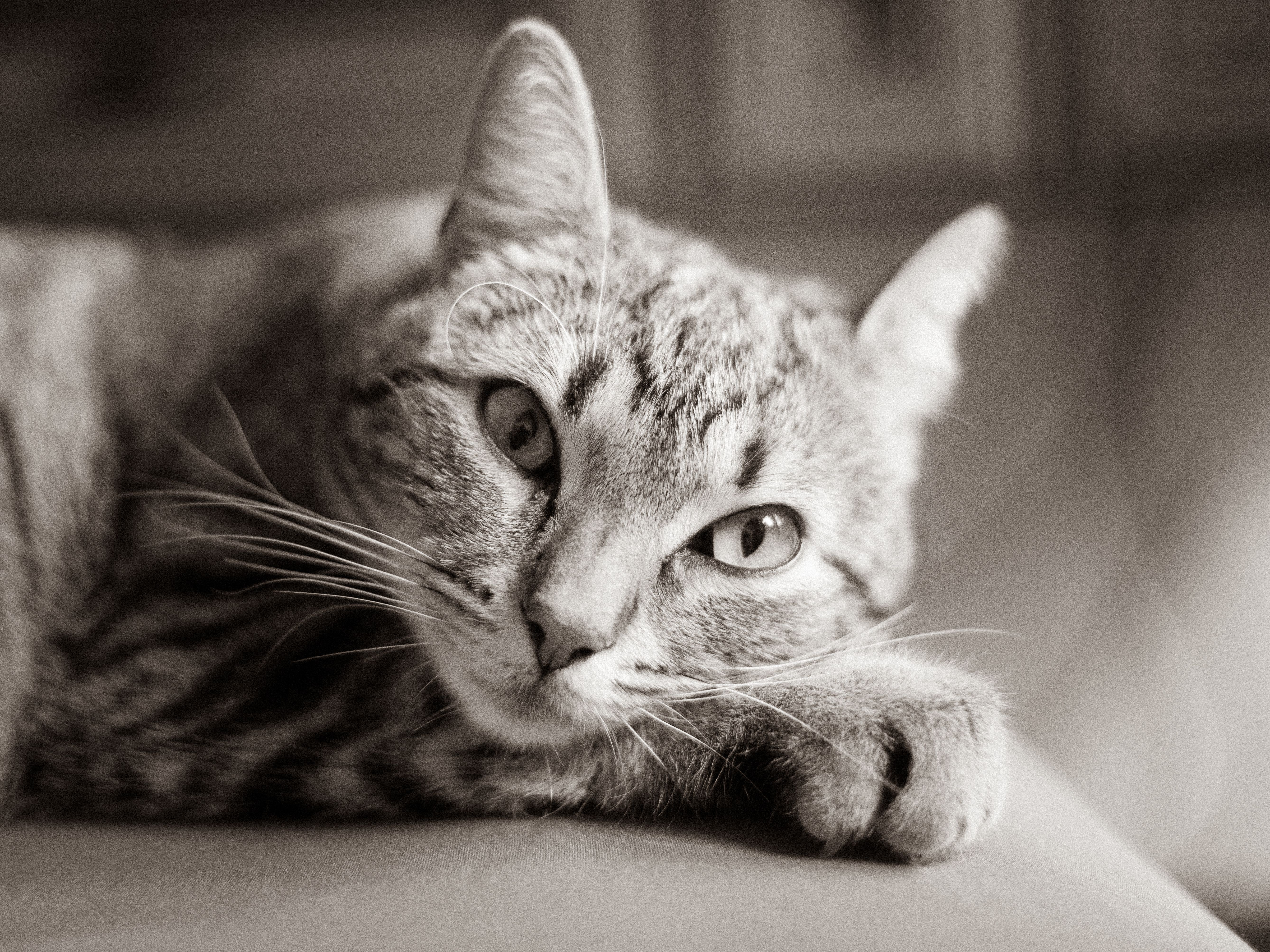 Veterinary care for a cat