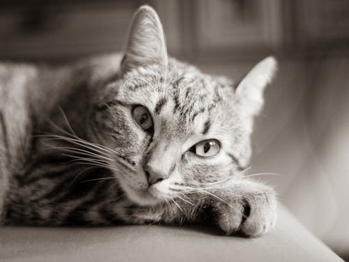 A Tabby Cat in Black and White Photo