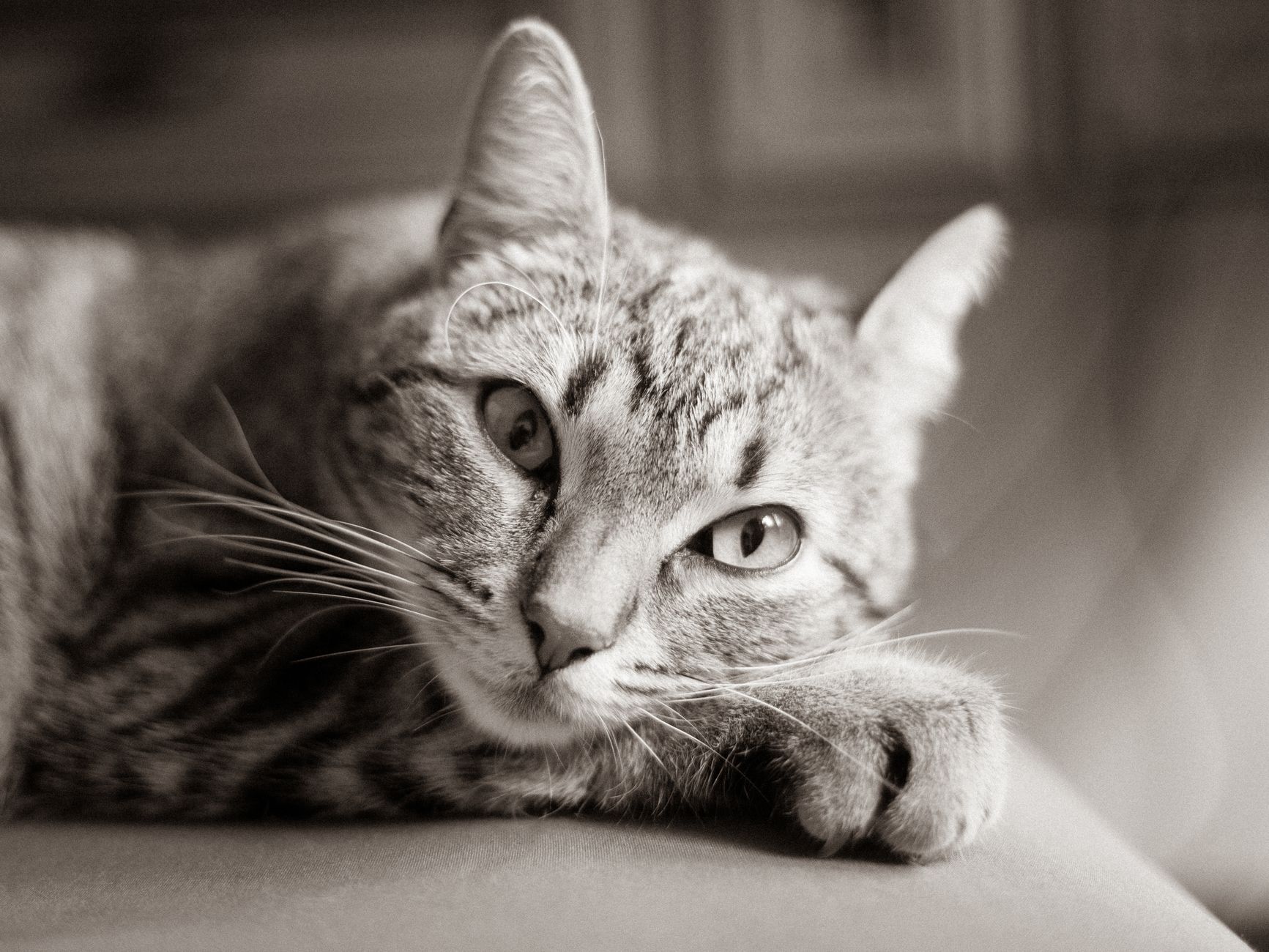 Veterinary care for a cat