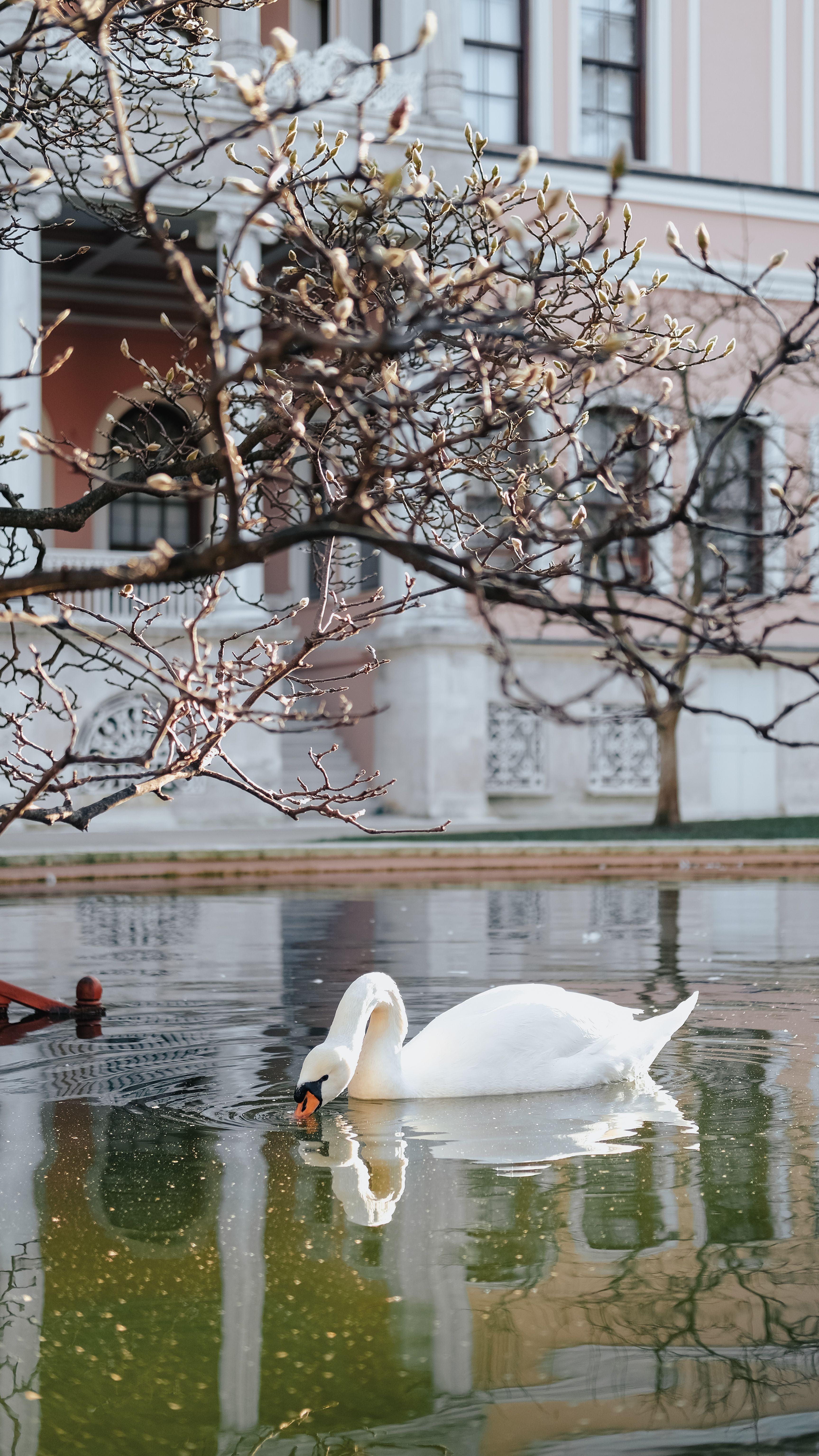 A graceful swan glides on a calm pond surrounded by elegant architecture, mirroring tranquility and beauty.