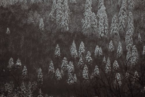무료 겨울, 나무, 눈 덮인 산의 무료 스톡 사진