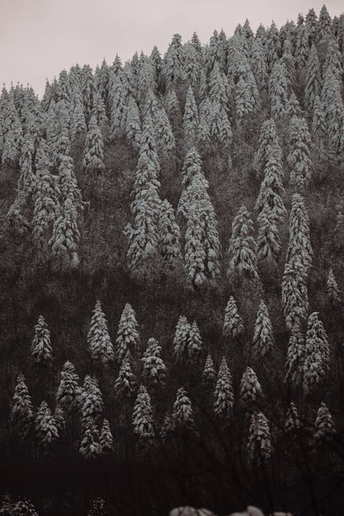 grátis Foto profissional grátis de árvores, com frio, conífera Foto profissional