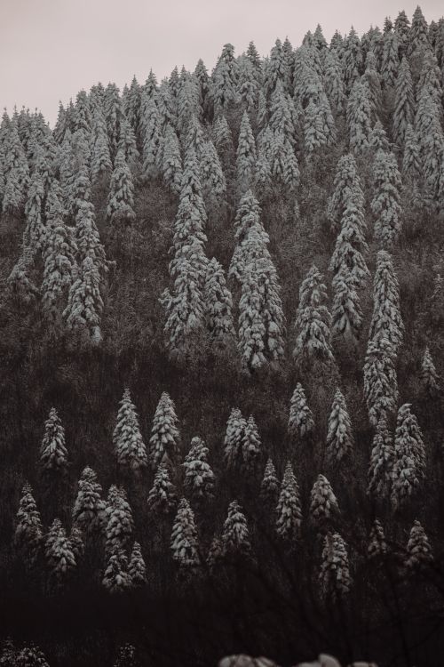 Free Majestic snowy pine forest on a winter day in Bolu, Türkiye, showcasing nature's serene beauty. Stock Photo