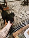 Black Short Coat Medium Dog