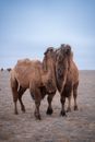 Brown Camel on White Sand