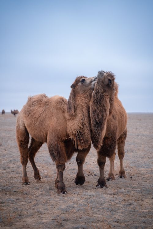 Free Two Bactrian camels playfully embrace in the barren landscape of Kazakhstan. Stock Photo