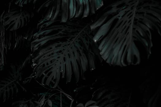 Dark and atmospheric close-up of Monstera leaves showcasing their distinct perforations.