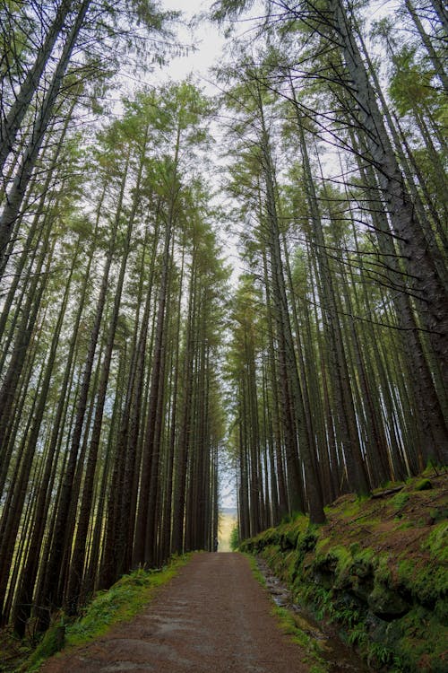 Green Tall Trees in the Forest