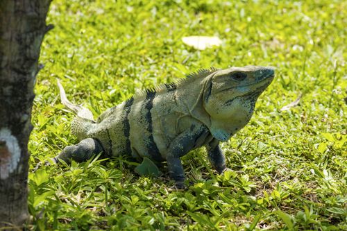 Free A detailed close-up of an iguana basking in the sun, showcasing its vibrant scales in lush green surroundings. Stock Photo