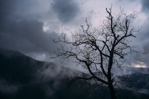 Free Silhouette of Bare Tree Photography Stock Photo