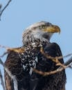 Black and White Eagle Flying