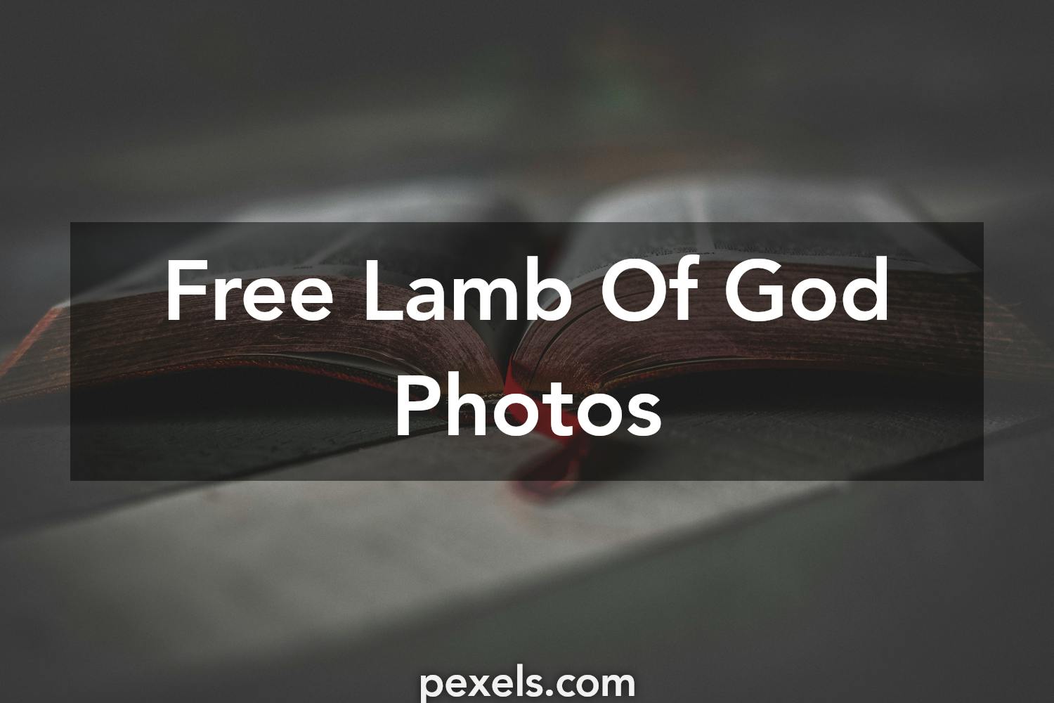 100 Beautiful Lamb Of God Photos Pexels Free Stock Photos