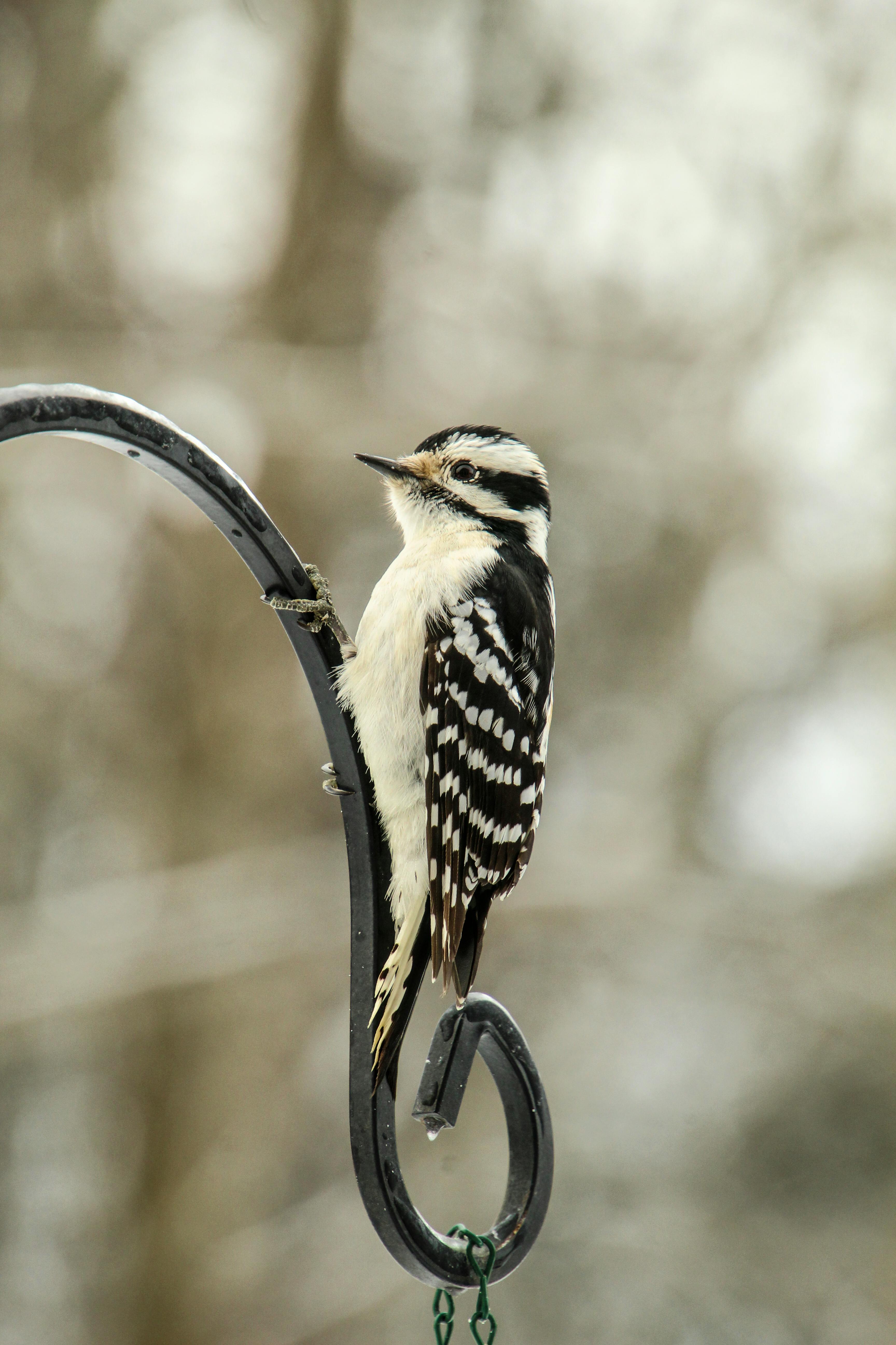 Wild Republic Downy Woodpecker Plush - Realistic Bird Toy With Authentic Sound