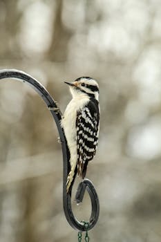 Close-up of a downy woodpecker on a metal hook, showcasing natural beauty.