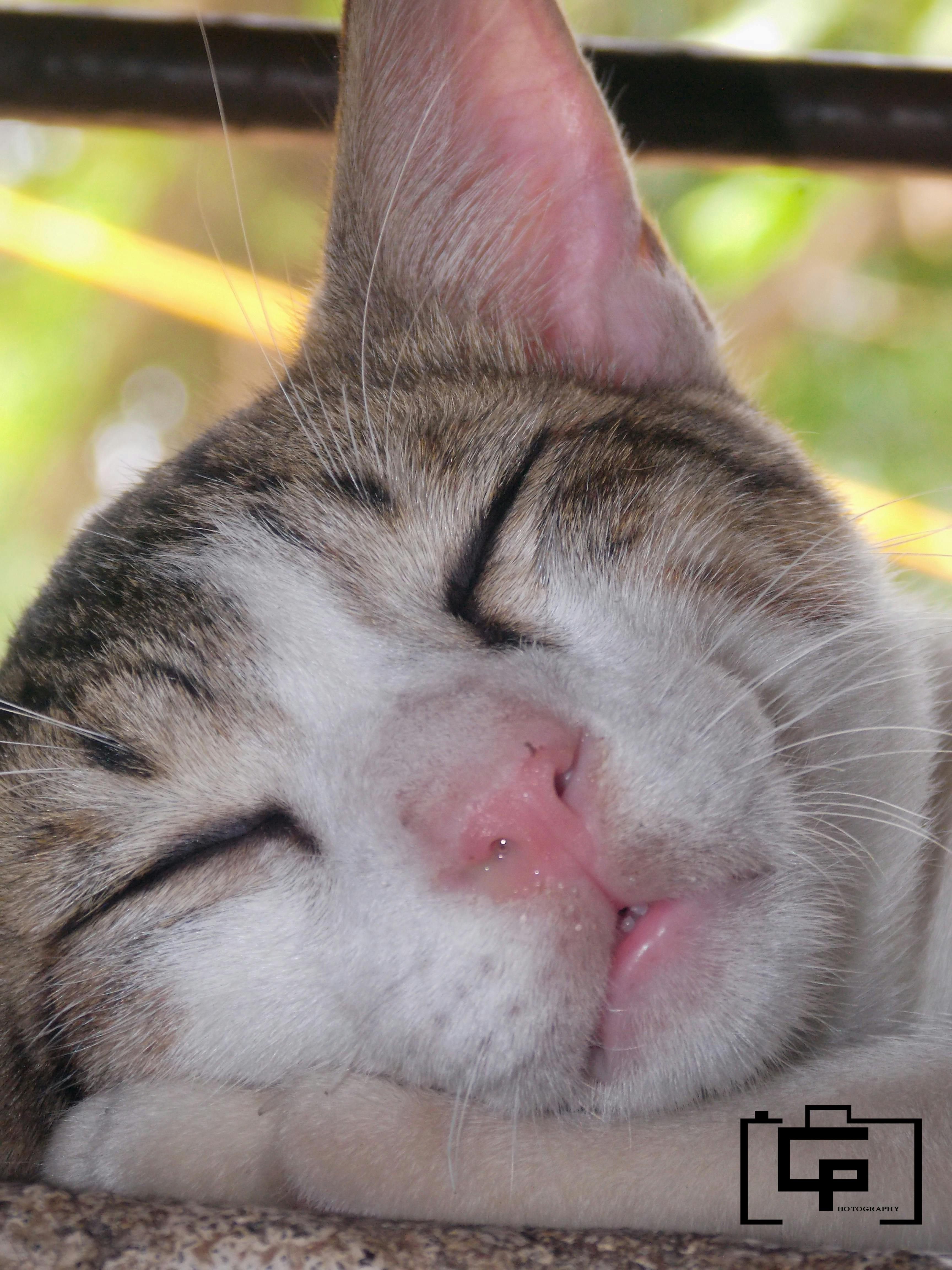 Free stock photo of cat face, cats, sleepy cat