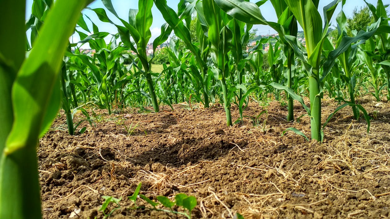 Free stock photo of corn, cornfield