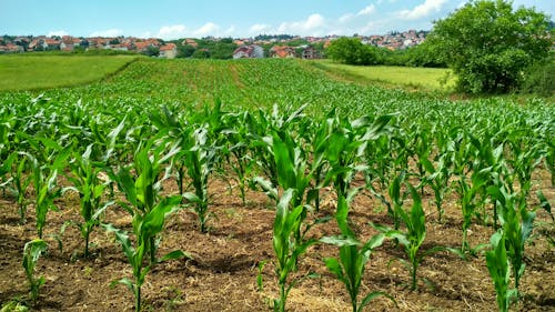 Usine De Maïs Sur Terrain