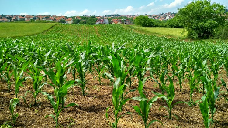 Corn Plant On Field