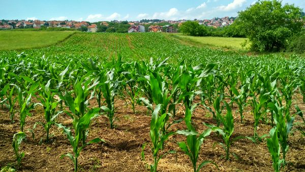 Fertilizantes