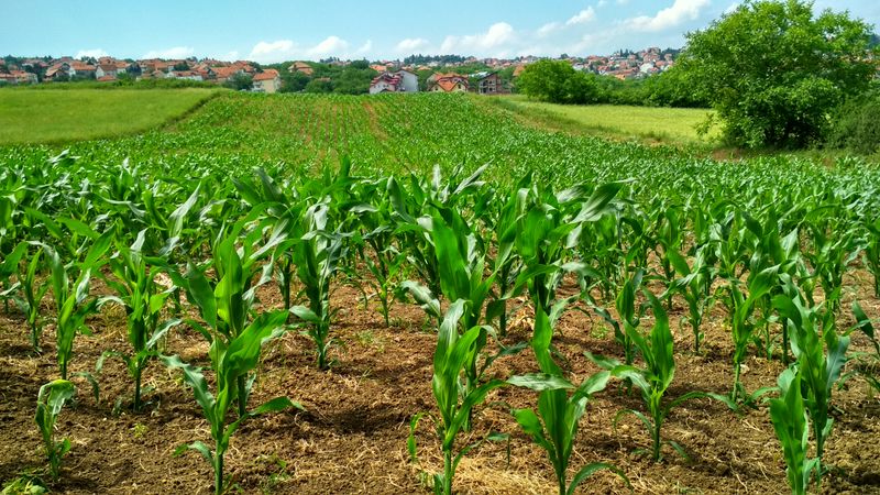 Entretien des zones agricoles partagées