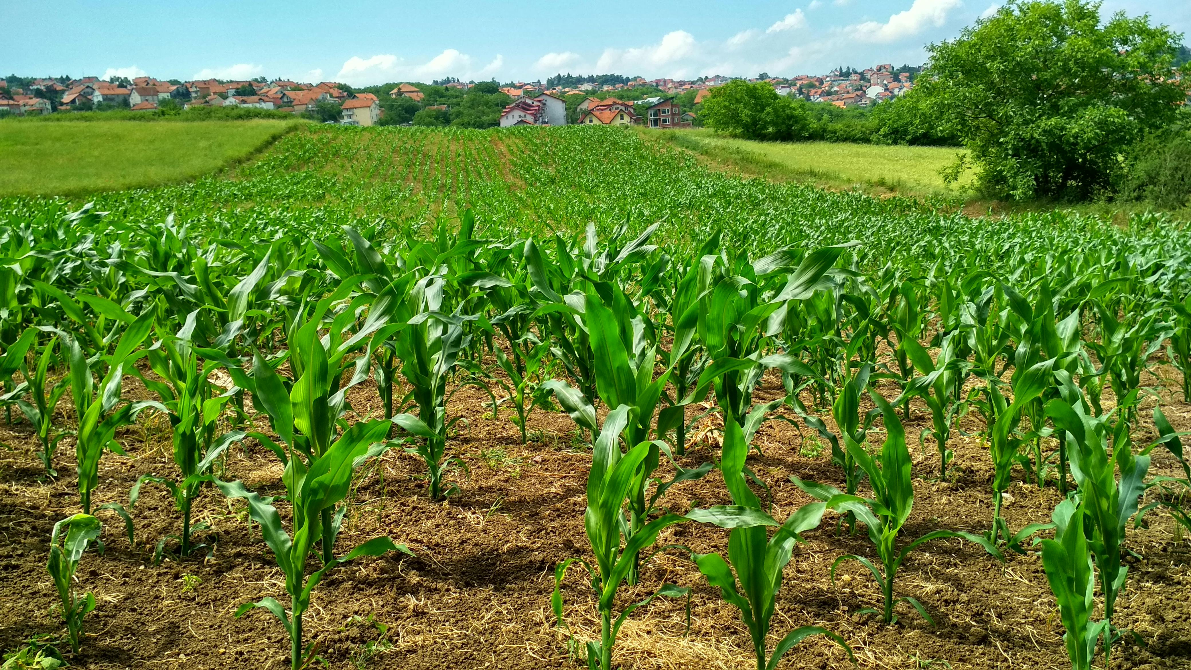 1000+ Landwirtschaft Fotos · Pexels · Kostenlose Stock Fotos