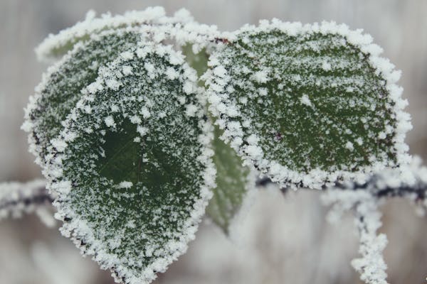 El Sacrificio que Aniquiló la Muerte: Por Qué la Misa es la Verdadera Pascua