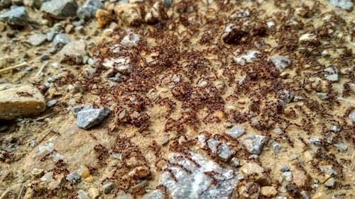 Gratis lagerfoto af myrer