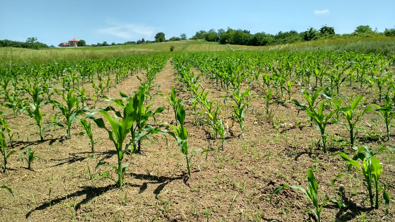 Free stock photo of corn, cornfield, field
