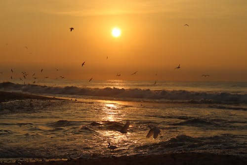 一群鳥, 太陽, 寧靜 的 免费素材图片