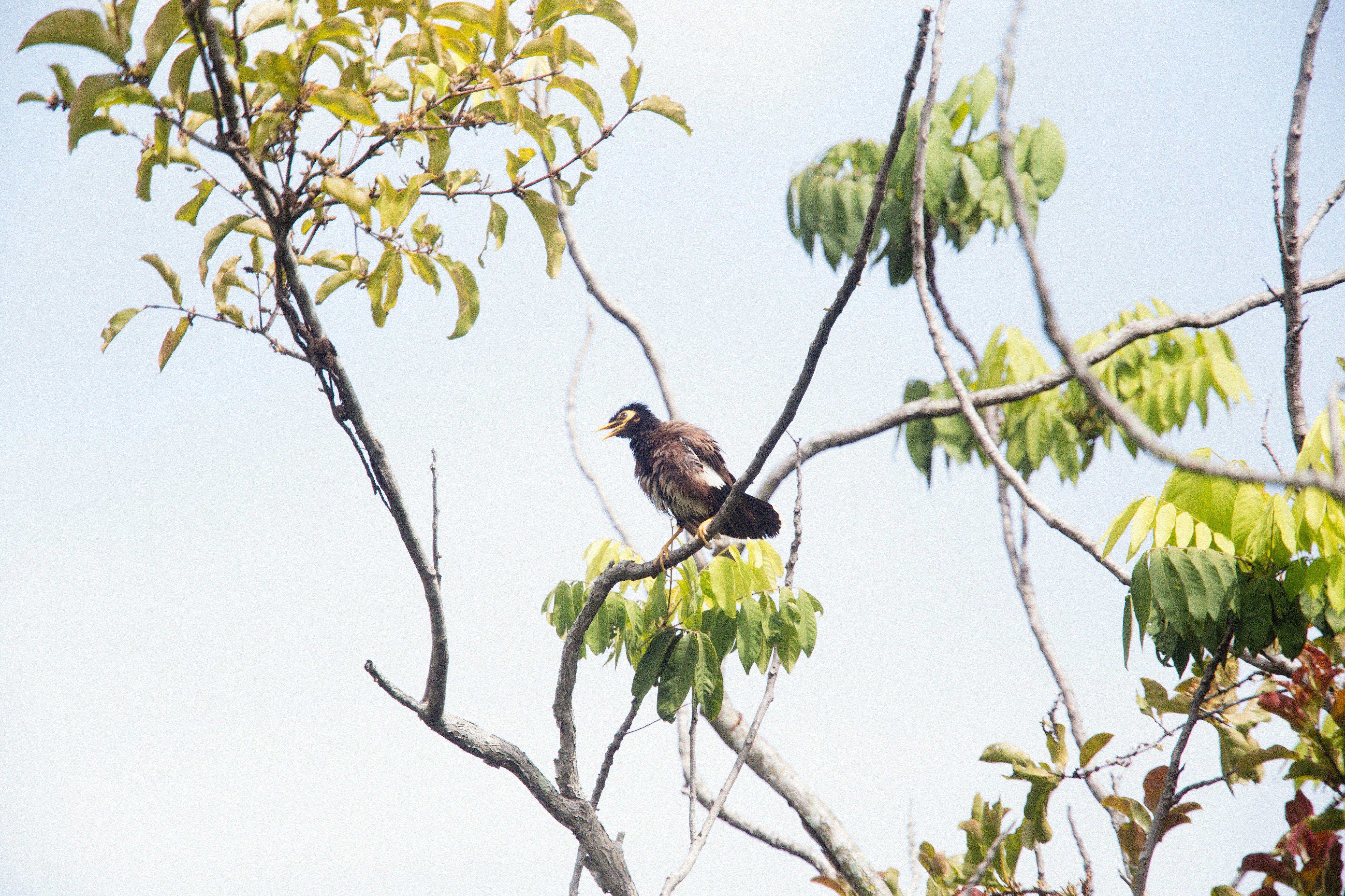 A bird perched on a branch surrounded by vibrant leaves, captured in a natural outdoor setting.