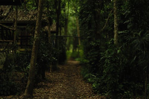 Foto stok gratis fokus selektif, fotografi alam, hutan
