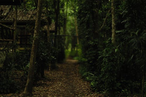 Foto profissional grátis de caminho, floresta, foco seletivo