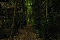 Green Trees and Brown Dried Leaves