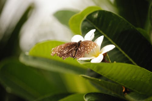 Butterfly on Flower among Leaves