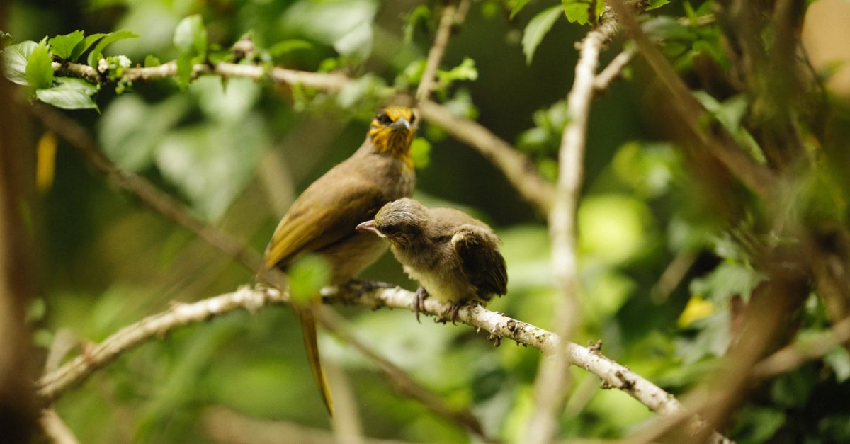 Close-up of Stripe-throated Bulbuls on a Tree · Free Stock Photo