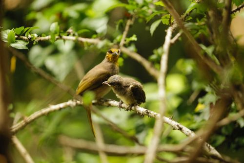 Free Adorable stripe-throated bulbuls perched on a branch amid lush greenery. Captured with selective focus. Stock Photo